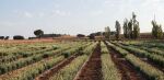 On the look for new renewable raw materials